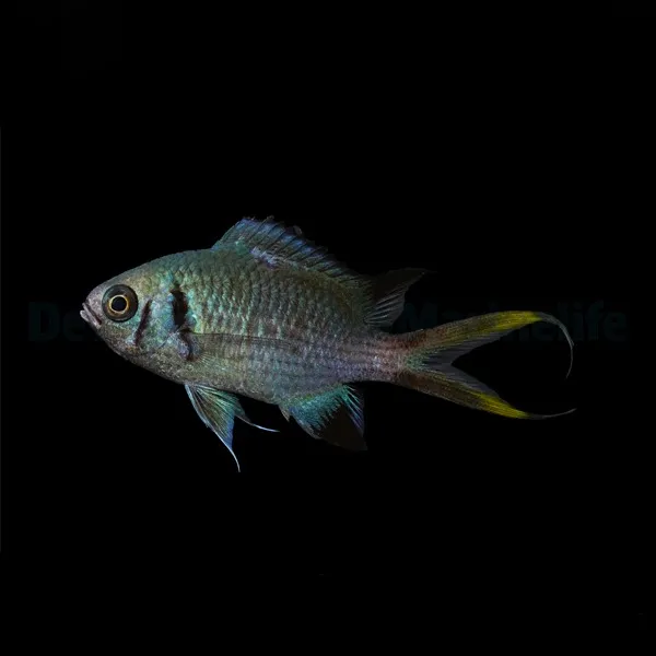 Chromis opercularis | All sizes