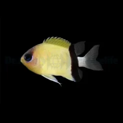 Chromis retrofasciata | All sizes