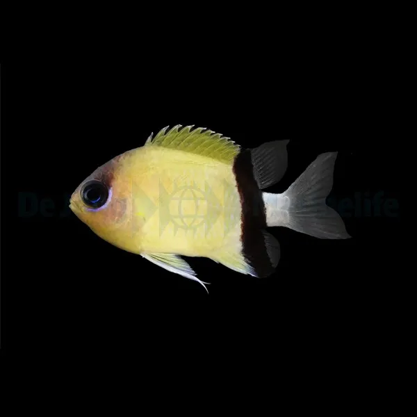 Chromis retrofasciata | All sizes