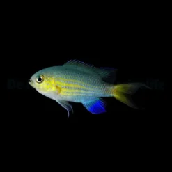 Chromis vanderbilti | All sizes