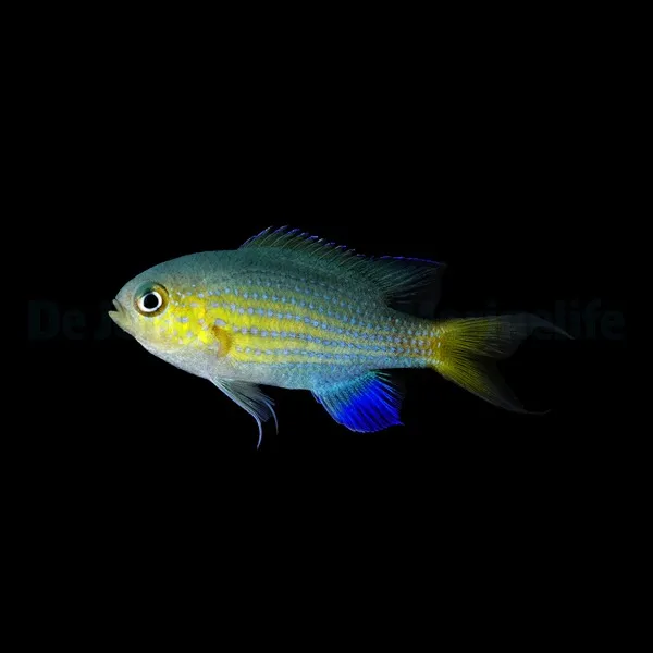 Chromis vanderbilti | All sizes