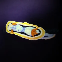 Chromodoris annae | All sizes