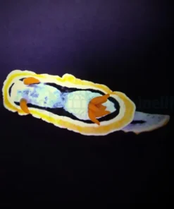 Chromodoris annae | All sizes