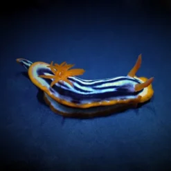 Chromodoris magnifica | All sizes