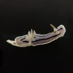 Chromodoris willani | All sizes