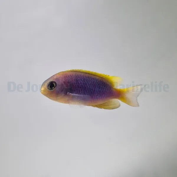 Chrysiptera flavipinnis | All sizes