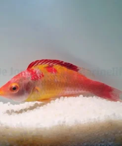 Cirrhilabrus adornatus | All sizes