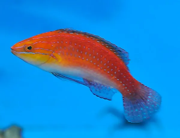 Cirrhilabrus africanus (male) | M