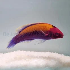 Cirrhilabrus aurantidorsalis | M