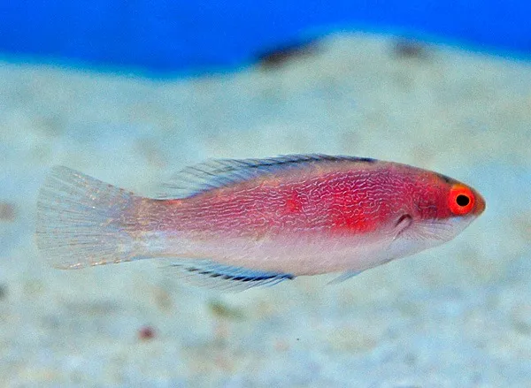 Cirrhilabrus balteatus (female) | All sizes