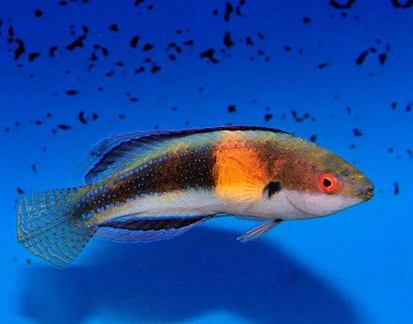 Cirrhilabrus balteatus (male) | All sizes