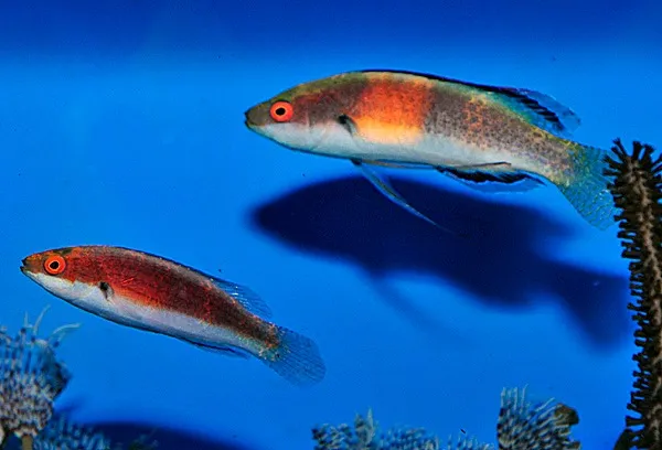 Cirrhilabrus balteatus (Pair) | All sizes