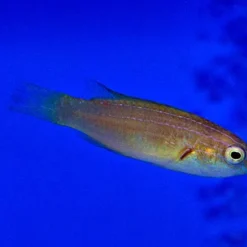 Cirrhilabrus brunneus (female) | All sizes
