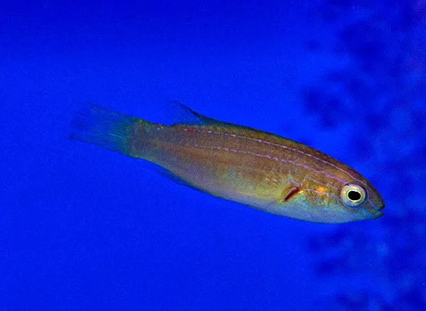 Cirrhilabrus brunneus (female) | All sizes