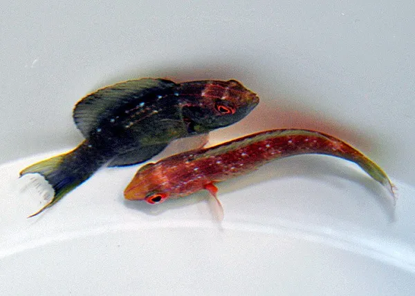 Cirrhilabrus brunneus (Pair) | All sizes