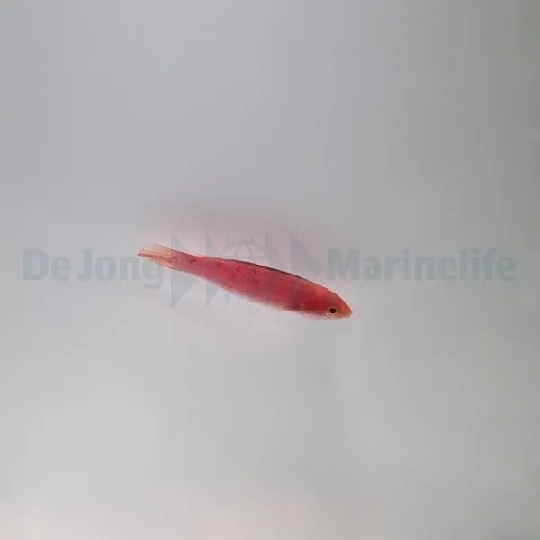 Cirrhilabrus condei (female) | All sizes