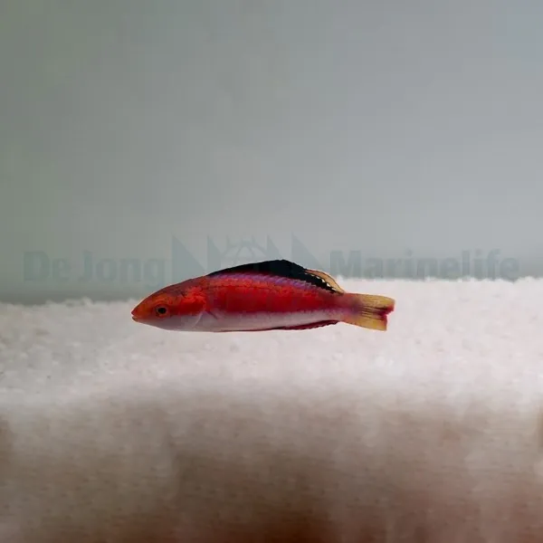 Cirrhilabrus condei (male) | All sizes