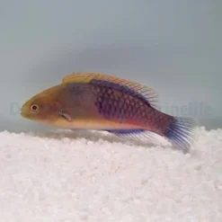 Cirrhilabrus cyanopleura | All sizes