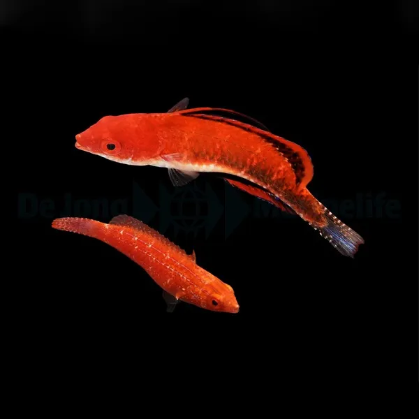 Cirrhilabrus joanallenae (Pair) | All sizes