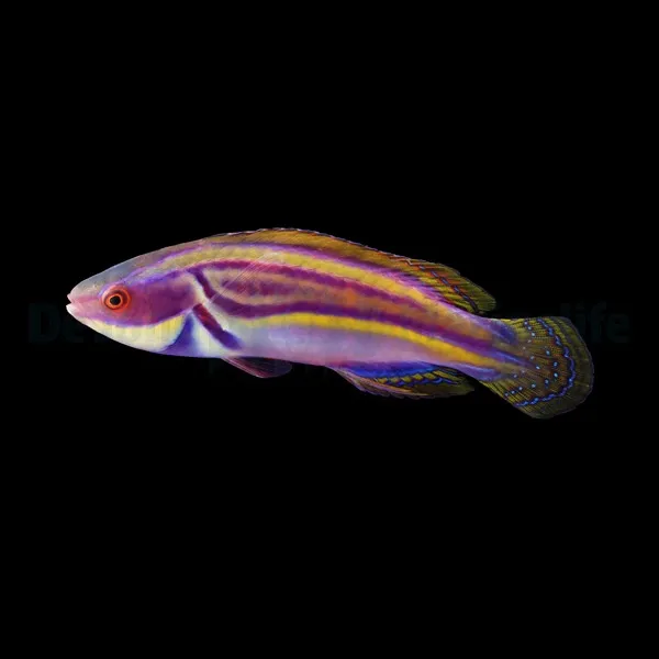 Cirrhilabrus laboutei | L