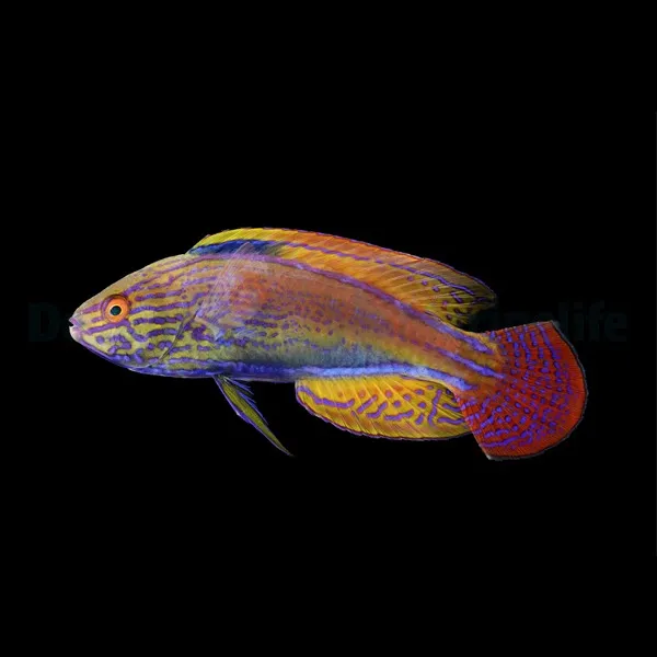 Cirrhilabrus lineatus | XL