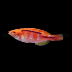 Cirrhilabrus lubbocki | All sizes