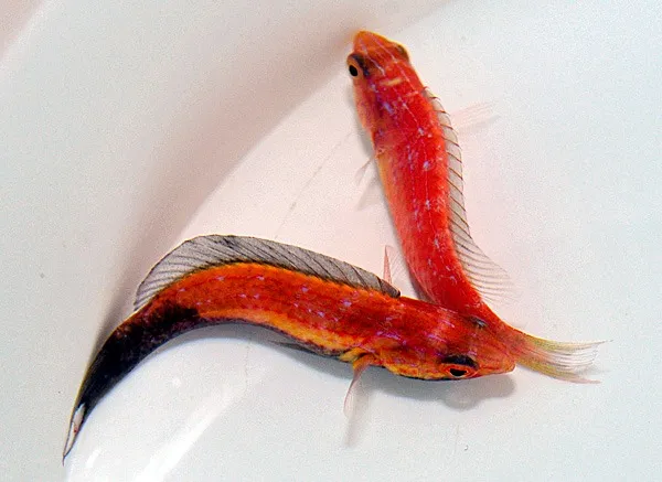 Cirrhilabrus lunatus (Pair) | All sizes