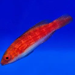 Cirrhilabrus naokoae (female) | All sizes