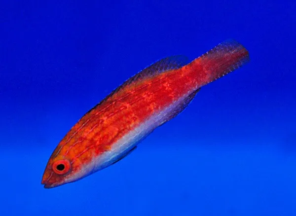 Cirrhilabrus naokoae (female) | All sizes