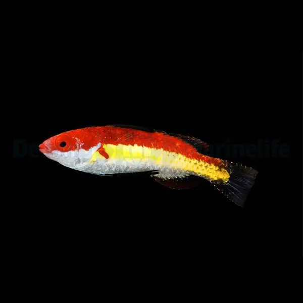 Cirrhilabrus naokoae (male) | All sizes