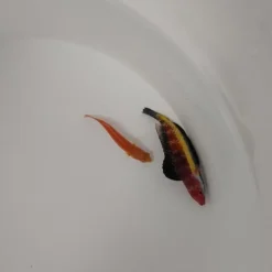 Cirrhilabrus naokoae (Pair) | All sizes