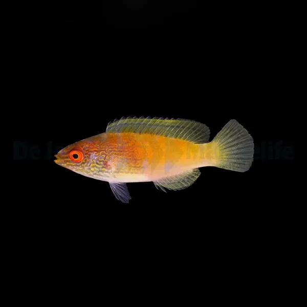 Cirrhilabrus rhomboidalis (female) | All sizes