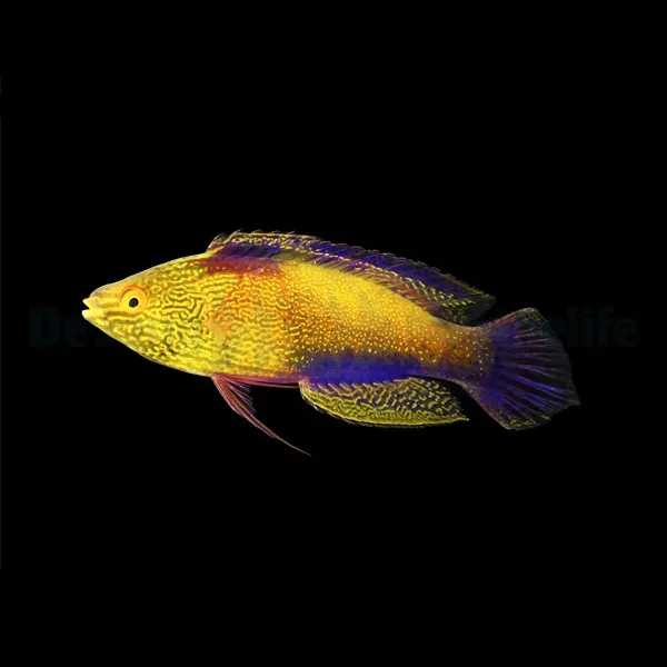 Cirrhilabrus rhomboidalis (male) | All sizes
