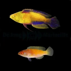 Cirrhilabrus rhomboidalis (Pair) | All sizes