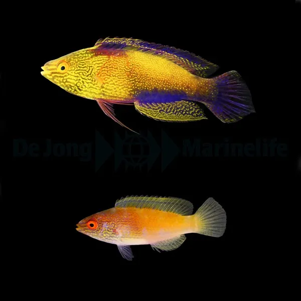 Cirrhilabrus rhomboidalis (Pair) | All sizes