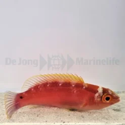 Cirrhilabrus roseafascia (female) | All sizes