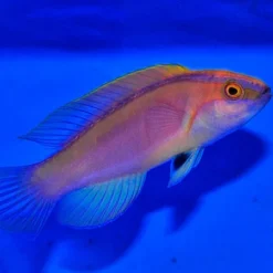 Cirrhilabrus roseafascia (male) | All sizes