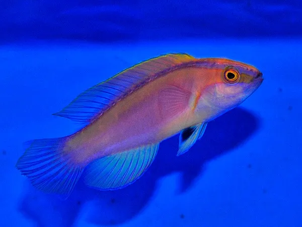 Cirrhilabrus roseafascia (male) | All sizes
