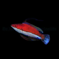 Cirrhilabrus rubeus (male) | All sizes
