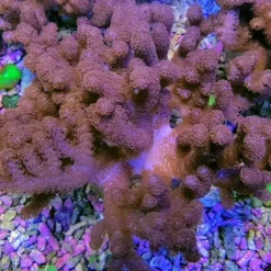 Cladiella spp. (O1 Colt) | L
