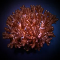 Cladiella spp. (O2 Halversoni) | L