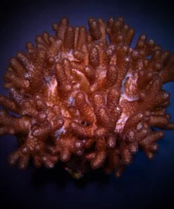 Cladiella spp. (O2 Halversoni) | L