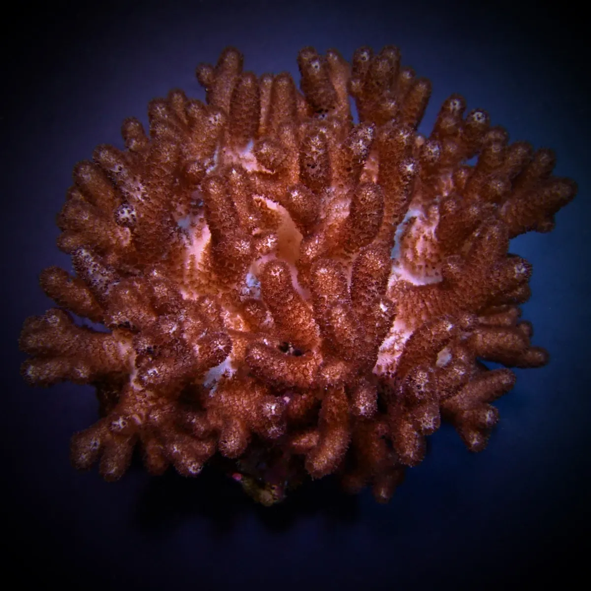 Cladiella spp. (O2 Halversoni) | M