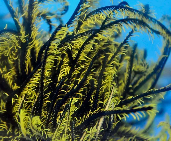 Comatula spp. (Black-Yellow) | All sizes