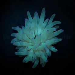 Condylactis gigantea (Pink tip) | M