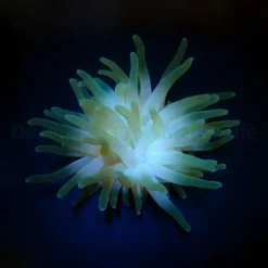 Condylactis gigantea | M