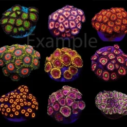 Coral pack - Zoanthus (Ultra) (frag) (20 pcs)
