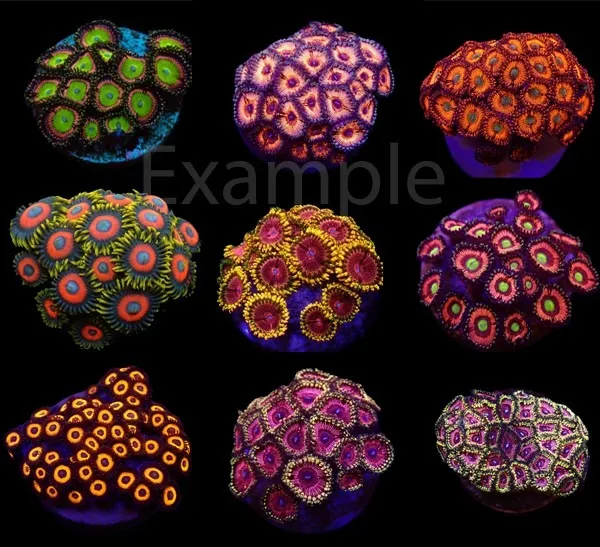 Coral pack - Zoanthus (Ultra) (frag) (20 pcs)