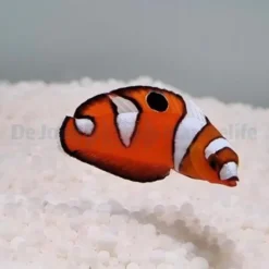 Coris formosa | M