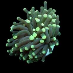 Euphyllia cristata (Green) (Premium) (1 hd.) | FRAG